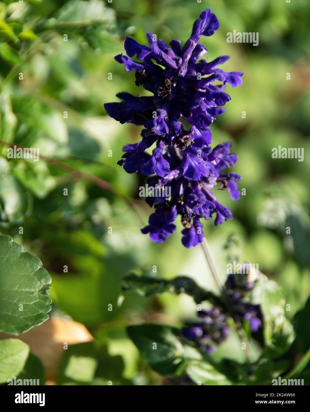 Salvia 'Mystic Spires' Stock Photo