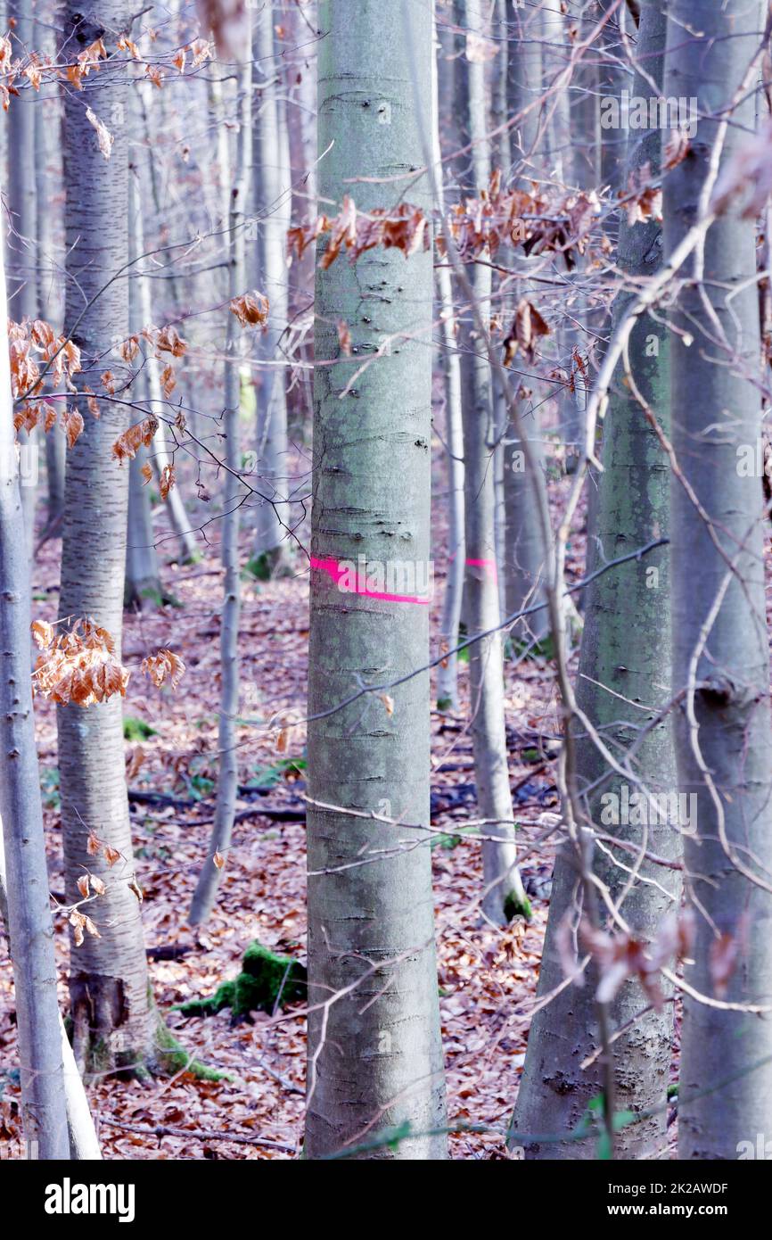 Buchen-Mischwald im Winter Stock Photo