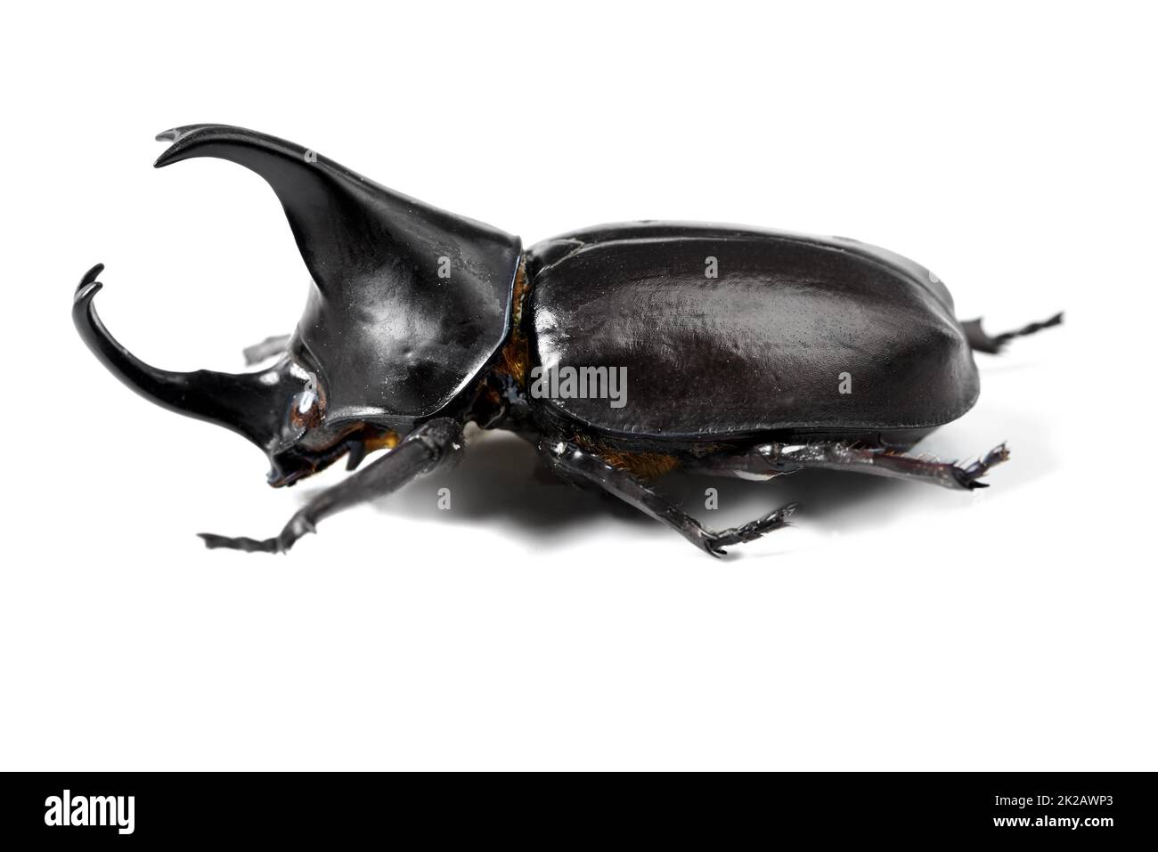 The toughest beetle around. Closeup side view of a rhinoceros beetle. Stock Photo