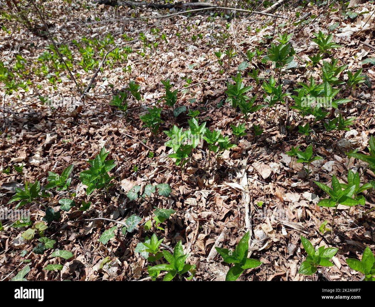 Dog's mercury in the forest in spring, Mercurialis perennis Stock Photo