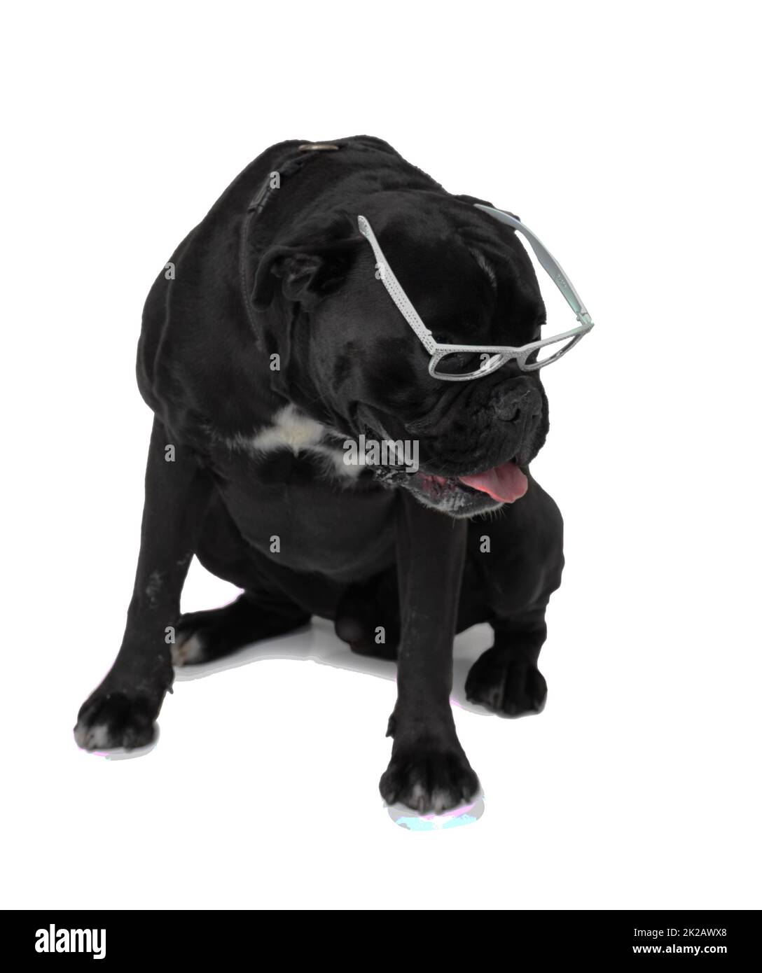 Cute dog wearing glasses hi-res stock photography and images - Alamy
