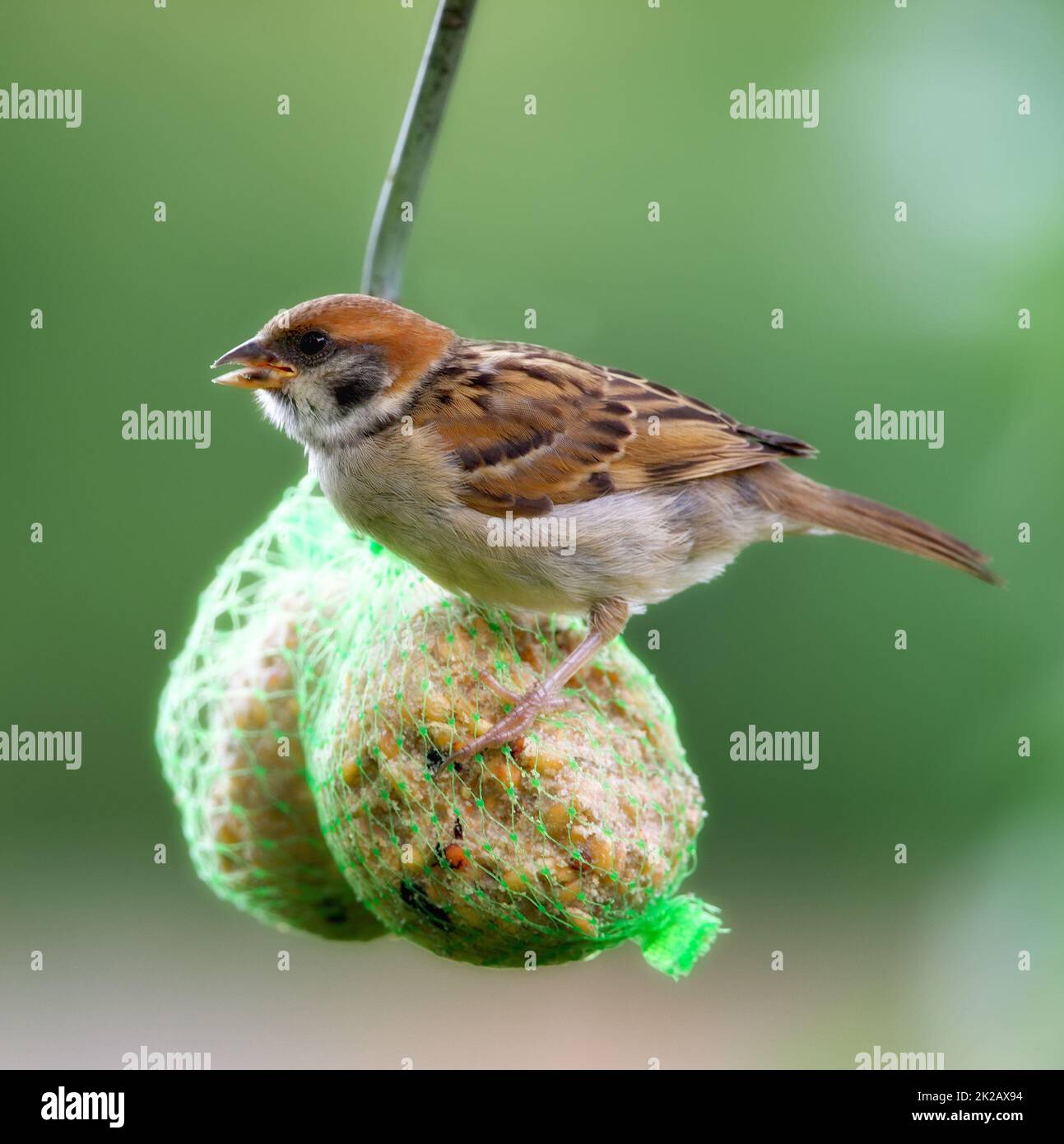Free sparrow bird image hi-res stock photography and images - Alamy