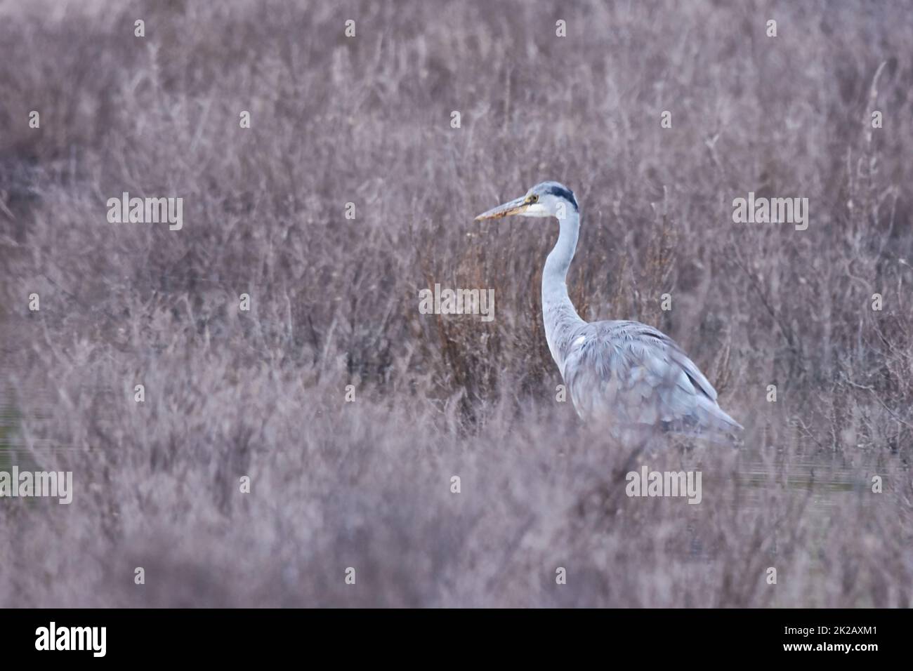 For the birds. Full length shot of a bird in its natural habitat Stock