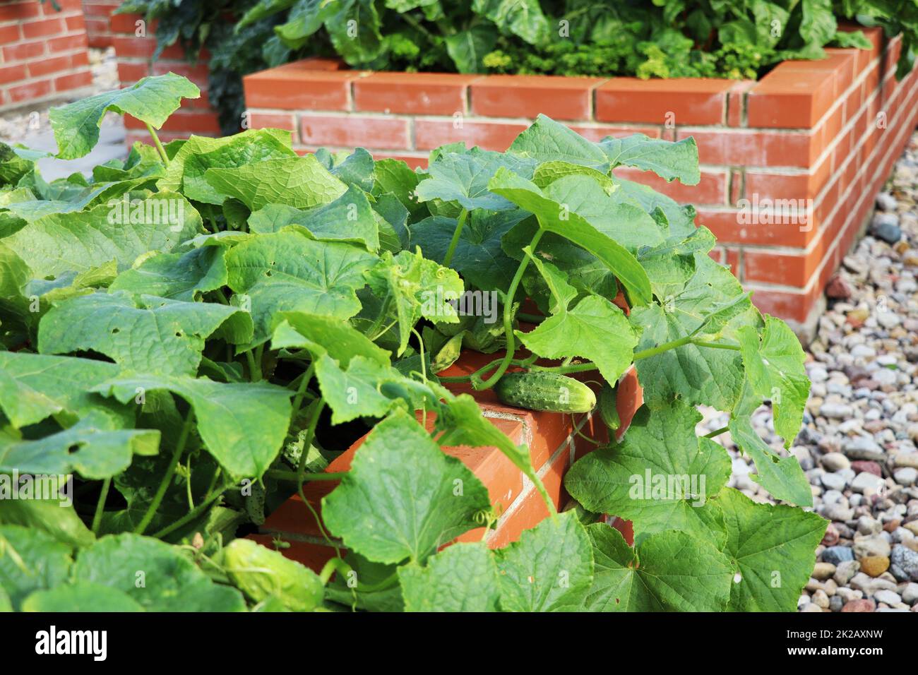 Cucumber harvesting. Raised beds gardening in an urban garden growing