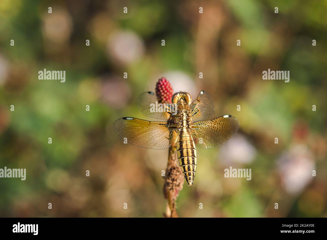 Yellow dragonflies are on the pollen of red flowers in nature Stock ...