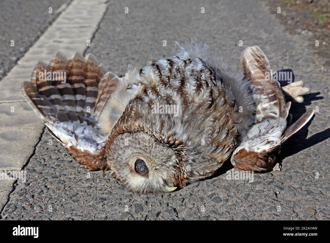 Dead tawny owl on the side of the road Stock Photo