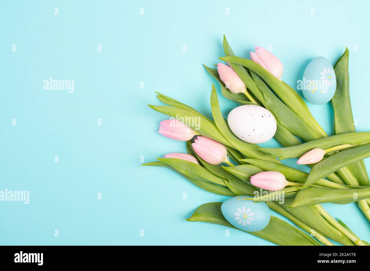 Easter eggs and pink tulips on a blue colored background, holiday ...