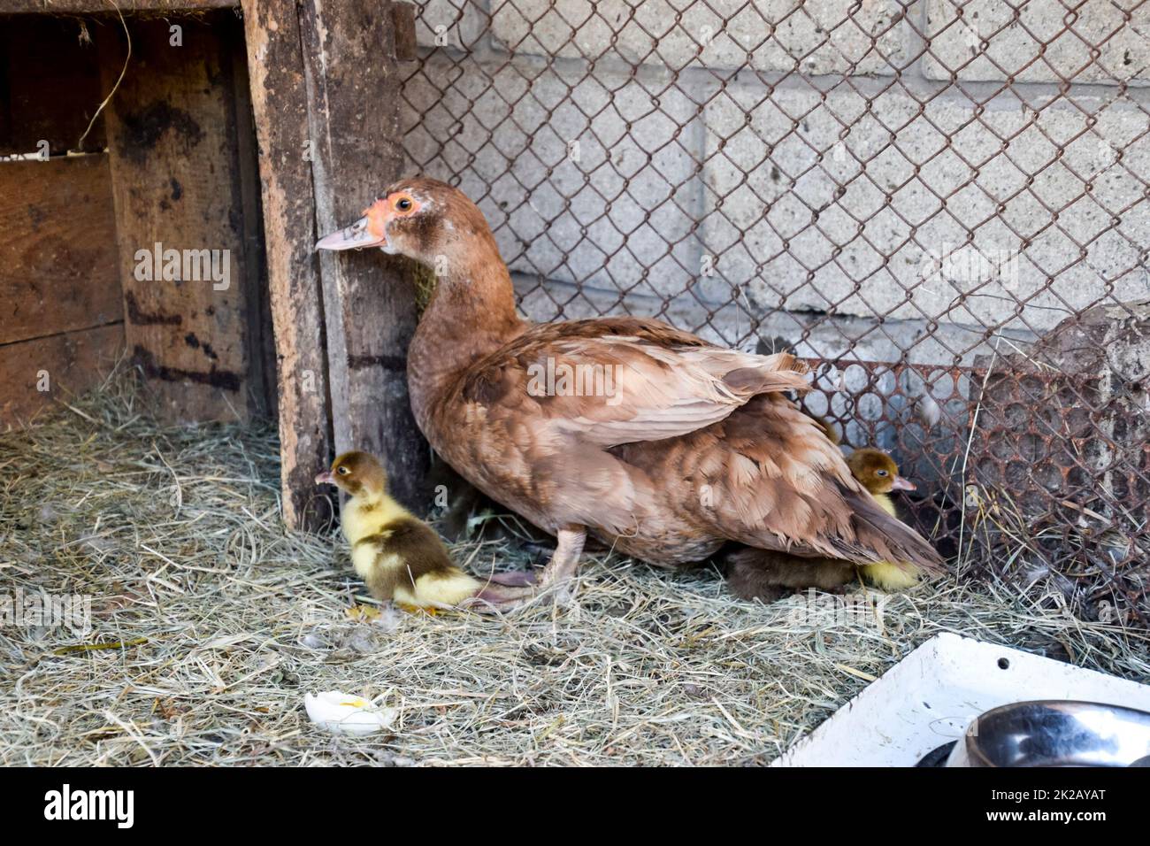 Muscovy duck mother with ducklings. Stock Photo