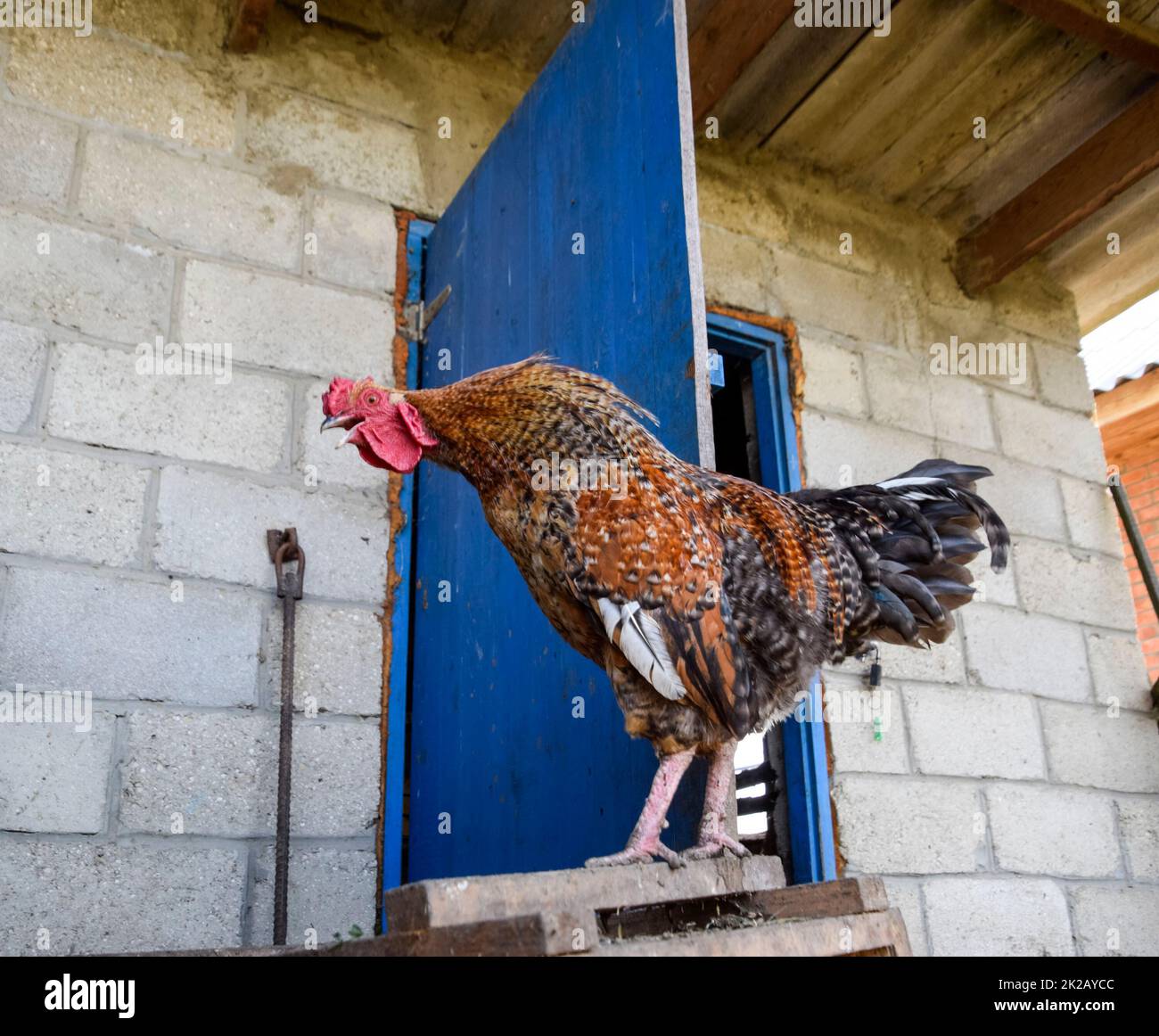 Hens in the yard of a hen house Stock Photo Alamy
