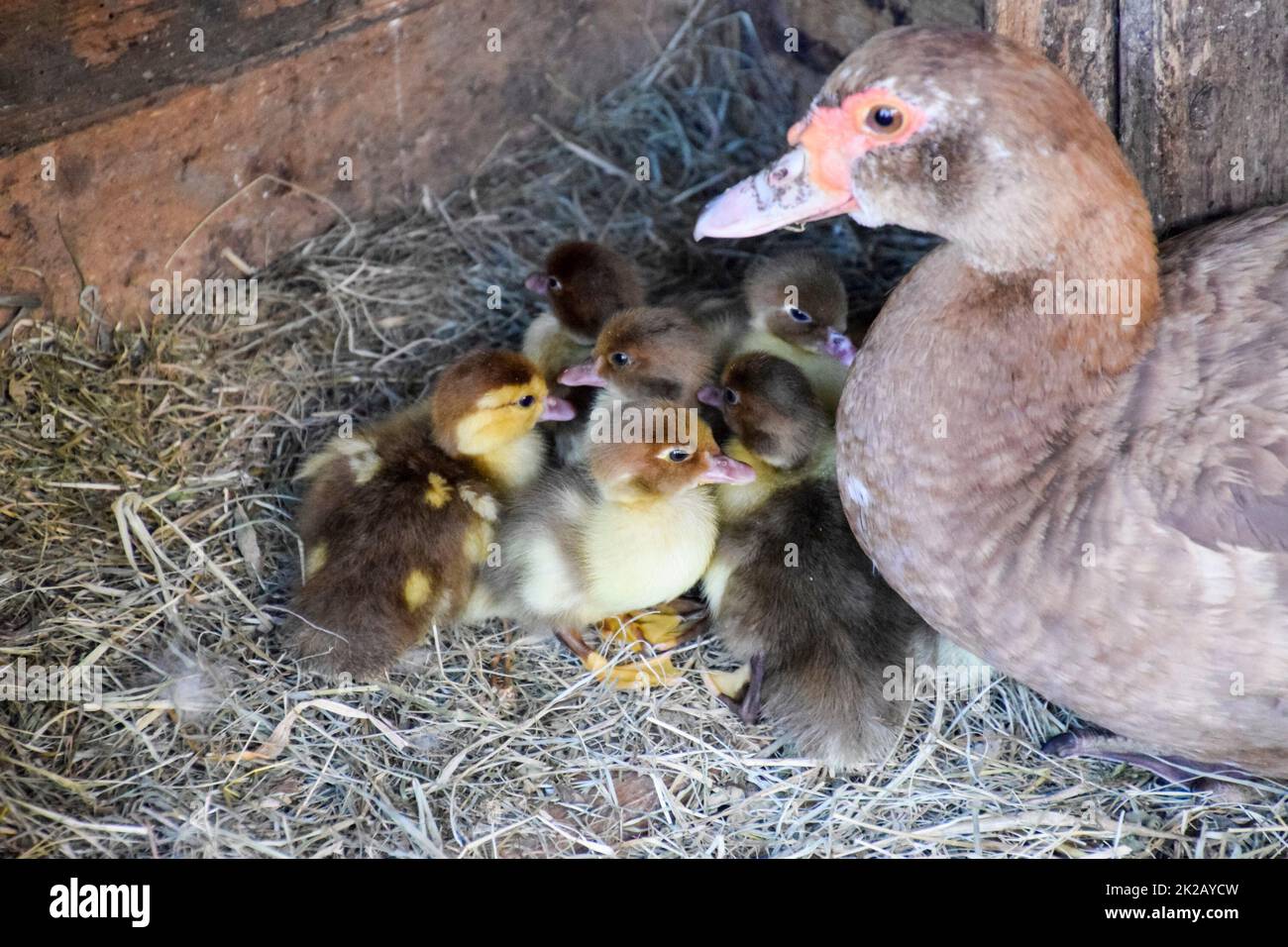 Muscovy duck mother with ducklings. Stock Photo