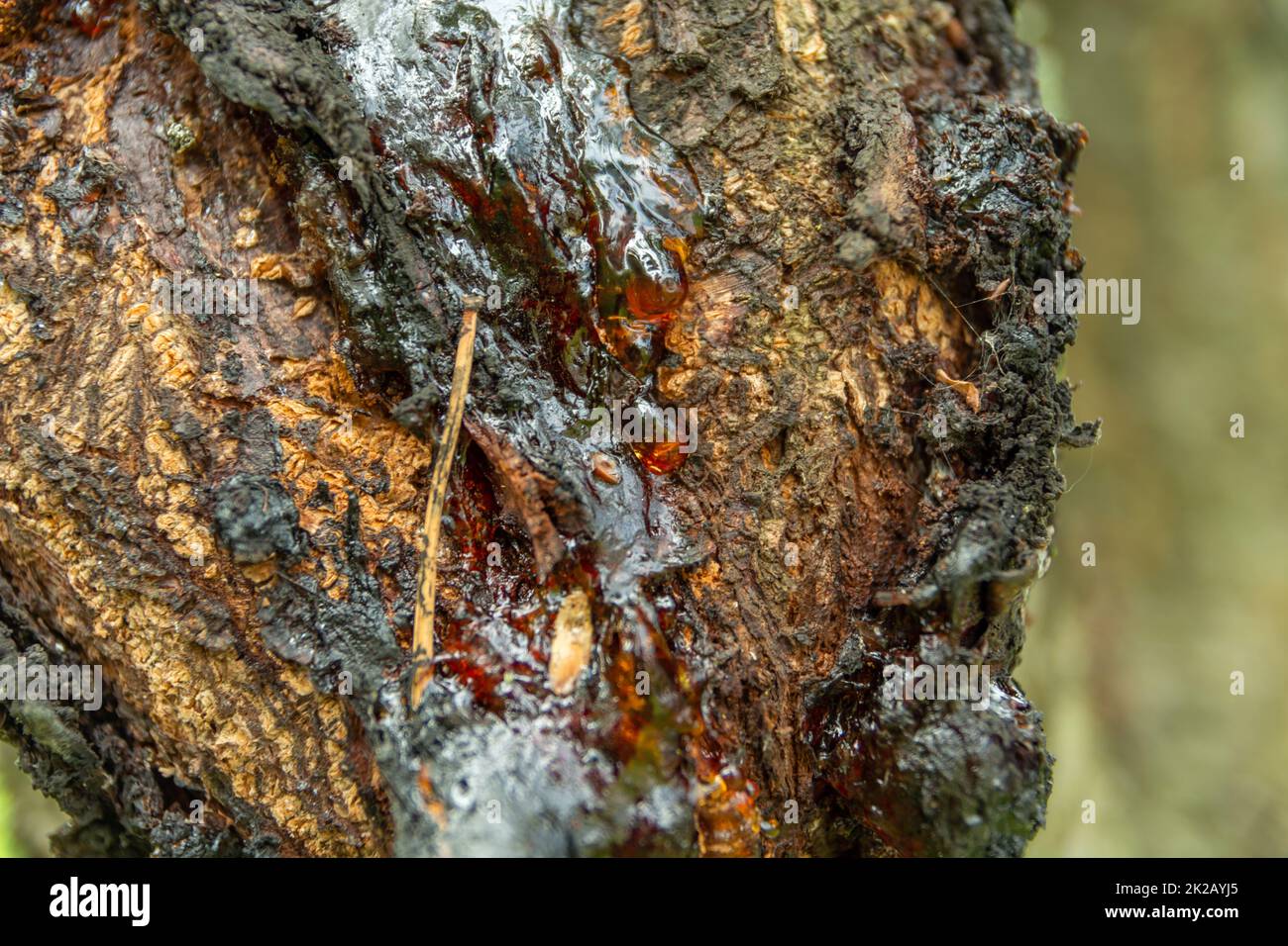 Amber resin tree hi-res stock photography and images - Alamy