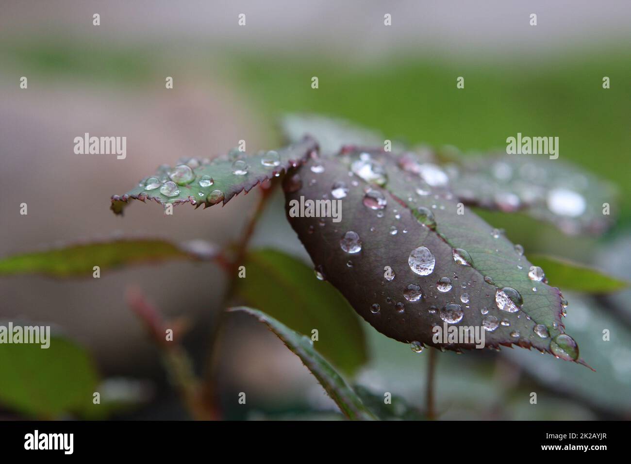 drops on leaves Stock Photo