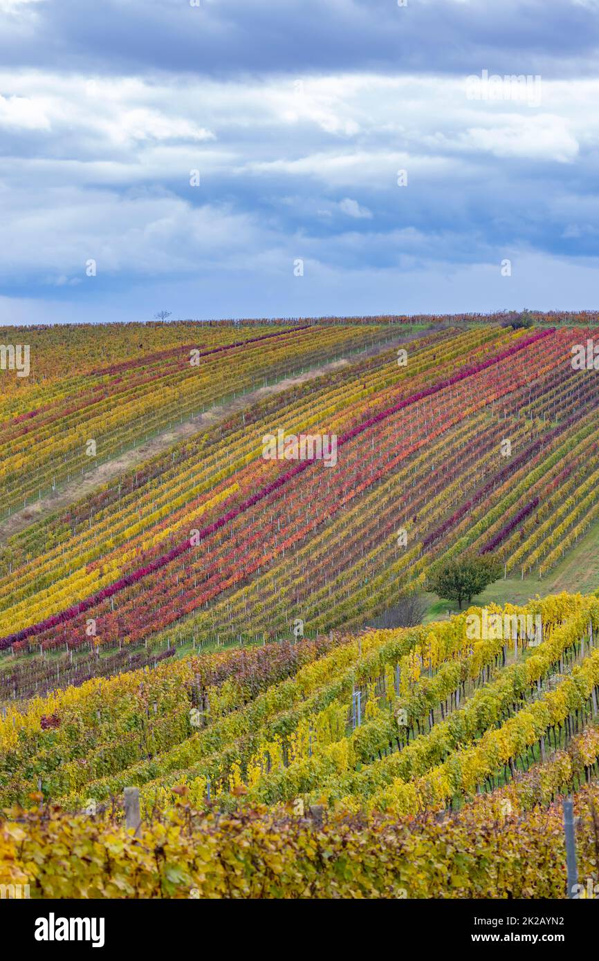 Autumn vineyard near cejkovice hi res stock photography and images Alamy
