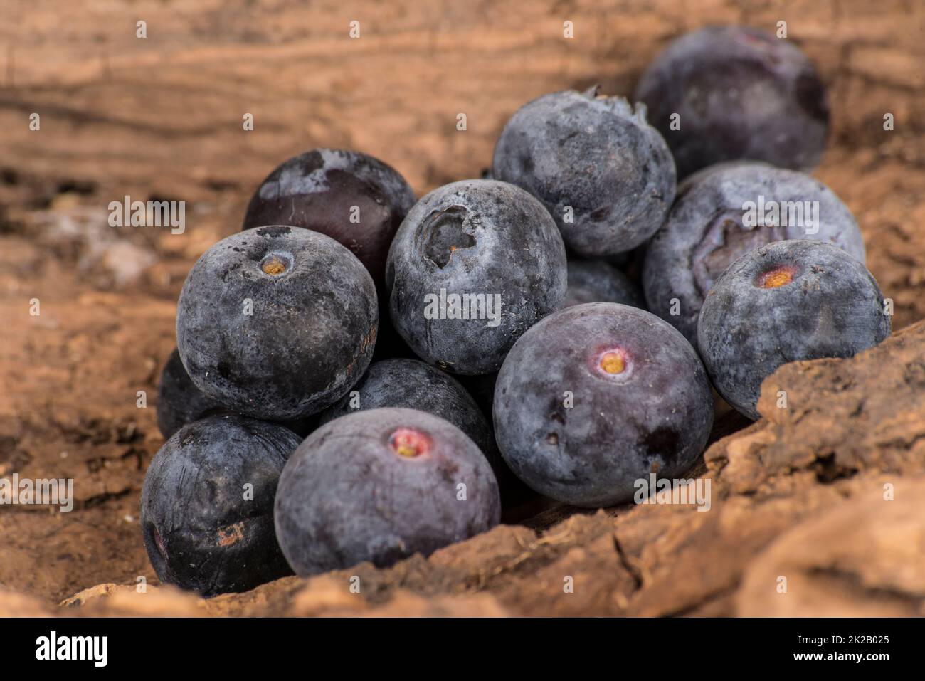 blueberries in closeup - on wood Stock Photo