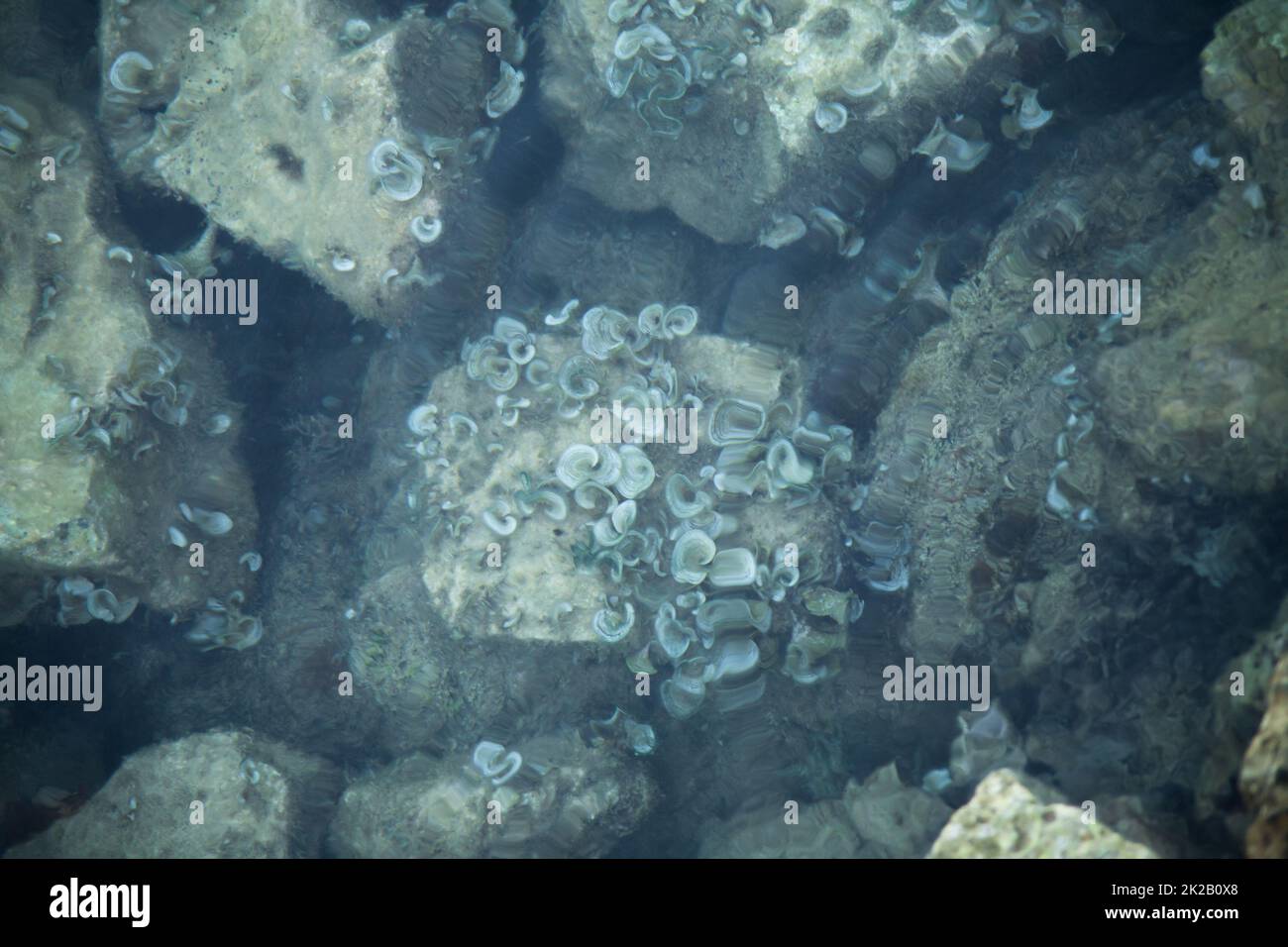 sea corals on a stone in the sea Stock Photo
