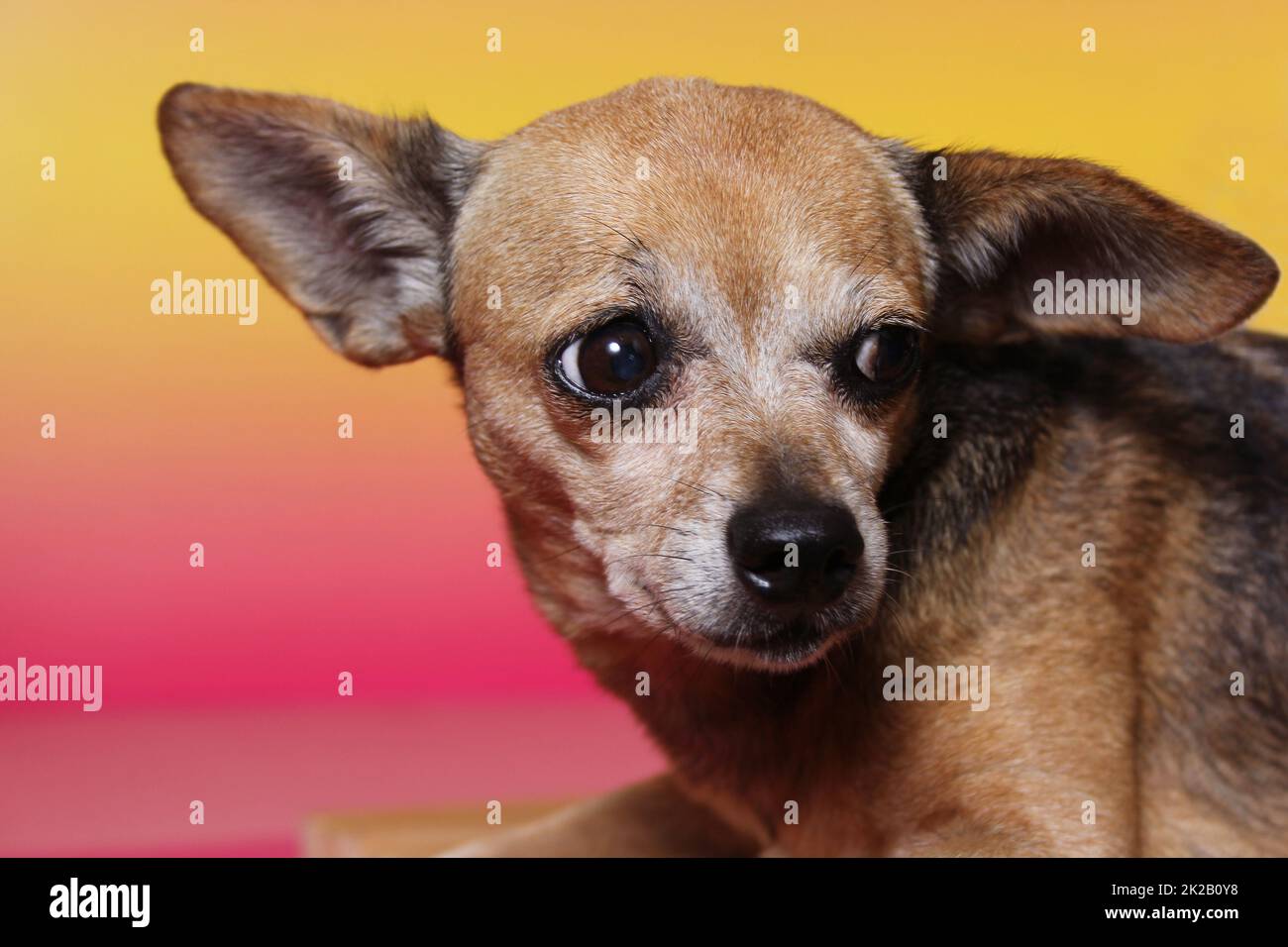 Small Chihuahua Dog With Pink and Orange Sunset Background Stock Photo