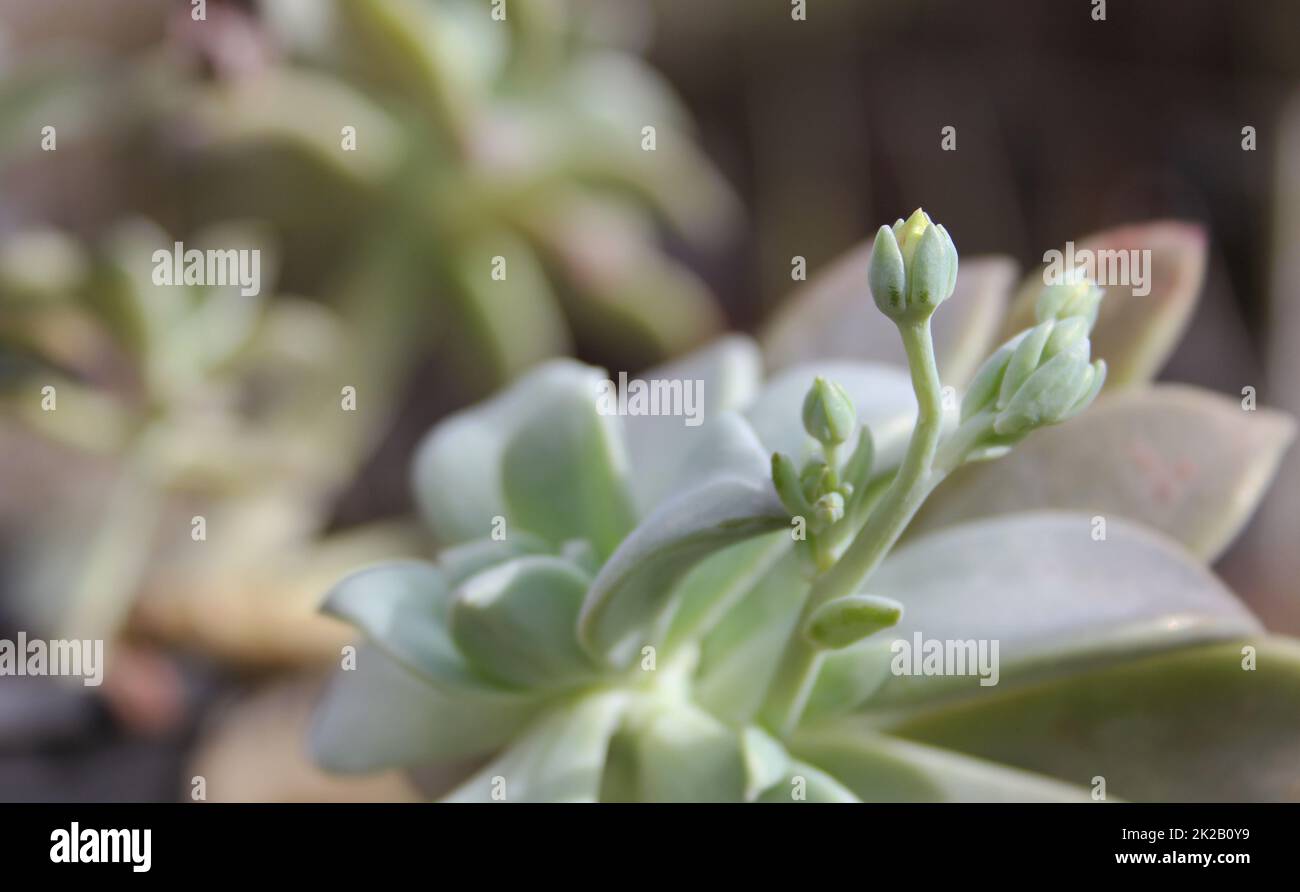 Hen and Chicks Houseplant Echeveria elegans With Flower Blooms Stock Photo