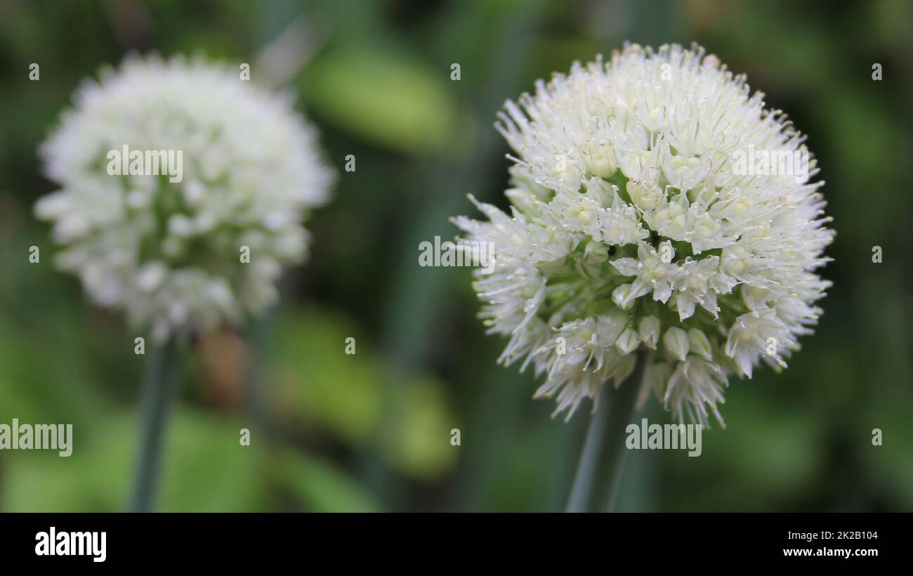 Selective Focus Vegetable Shallot Scientific Name Stock Photo 2311630259