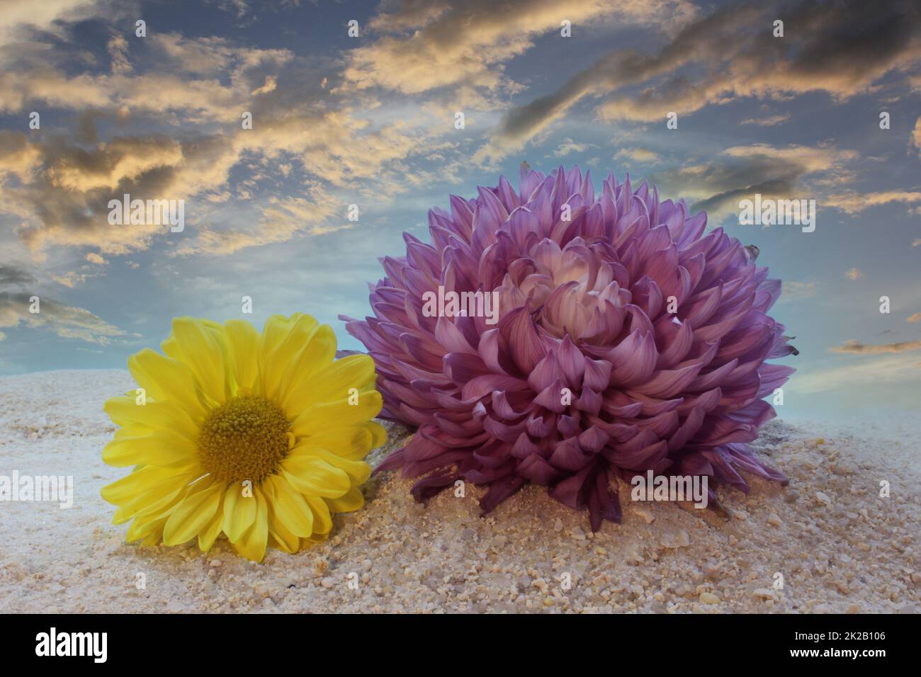 Purple and Yellow Flowers on Beach During Sunset Stock Photo