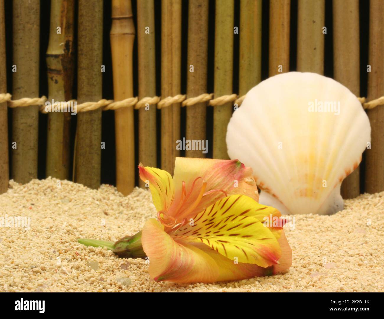Flower on Beach With Seashell and Bamboo Fence in Background Stock Photo