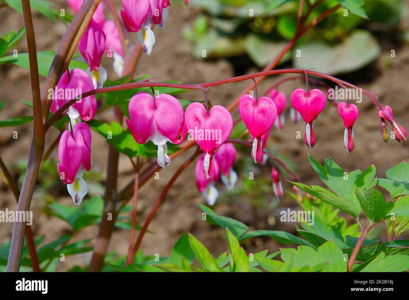 The flower of the Dicenter is magnificent or the flower of the Broken