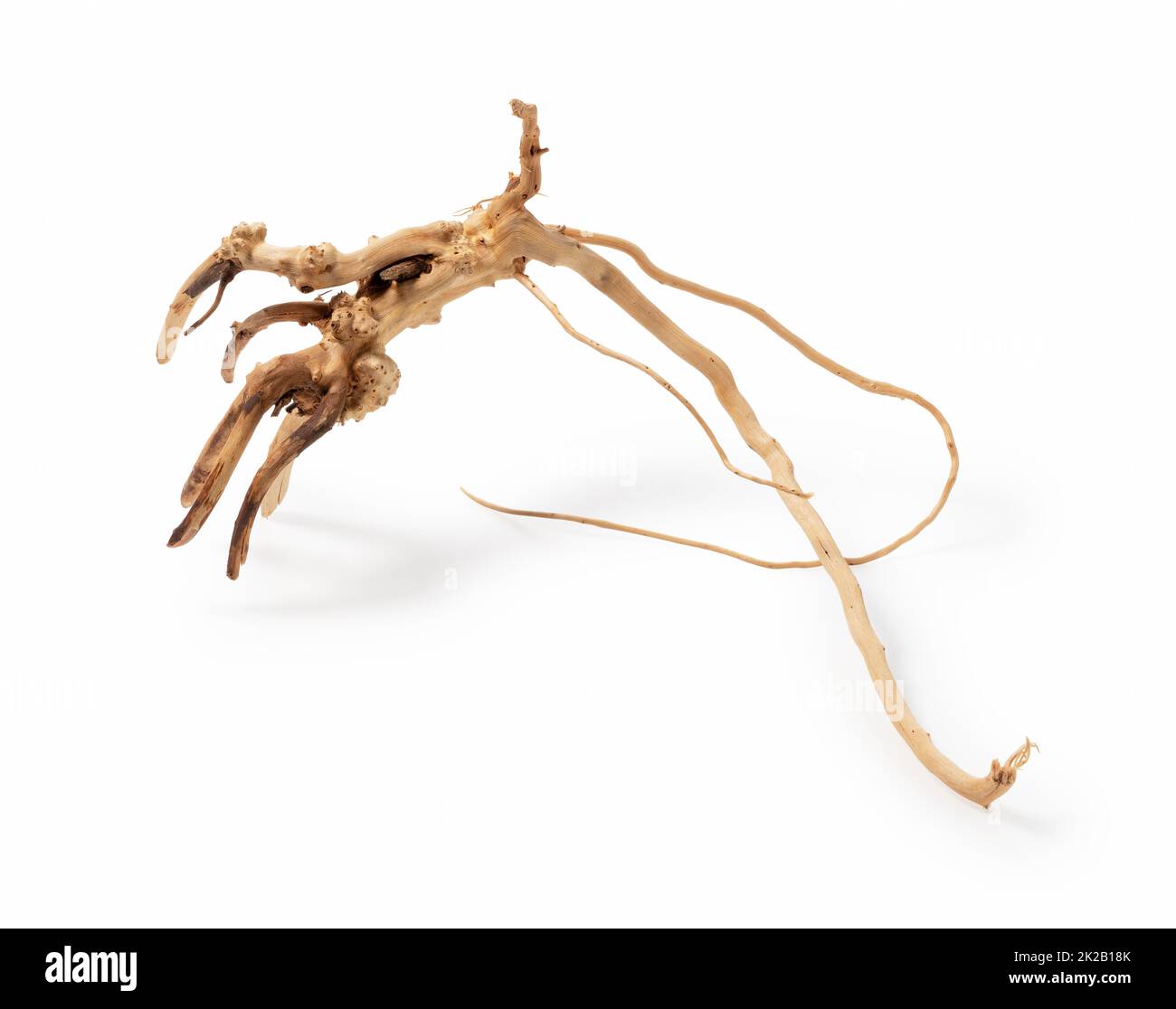 Driftwood placed on white background Stock Photo