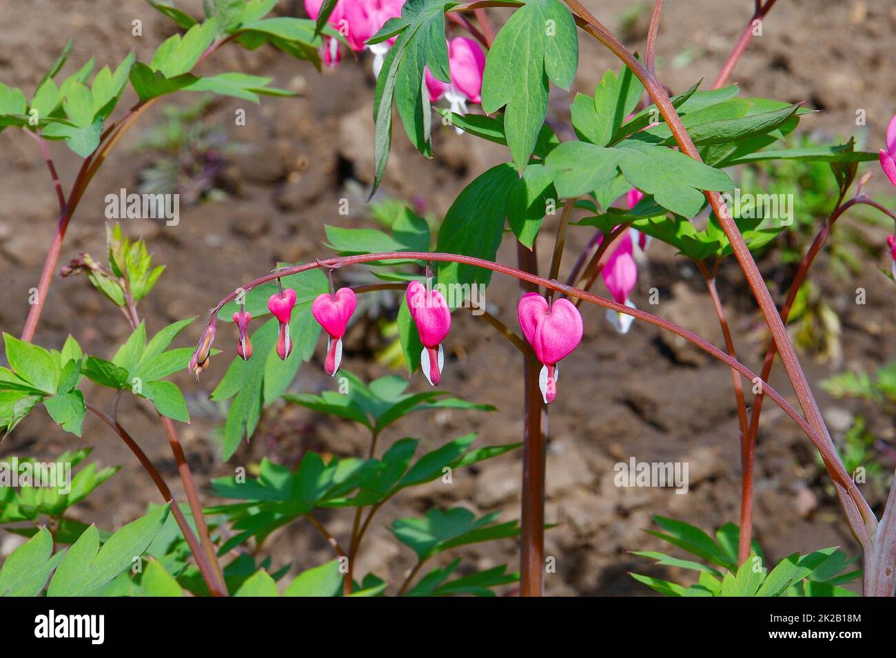 The flower of the Dicenter is magnificent or the flower of the Broken