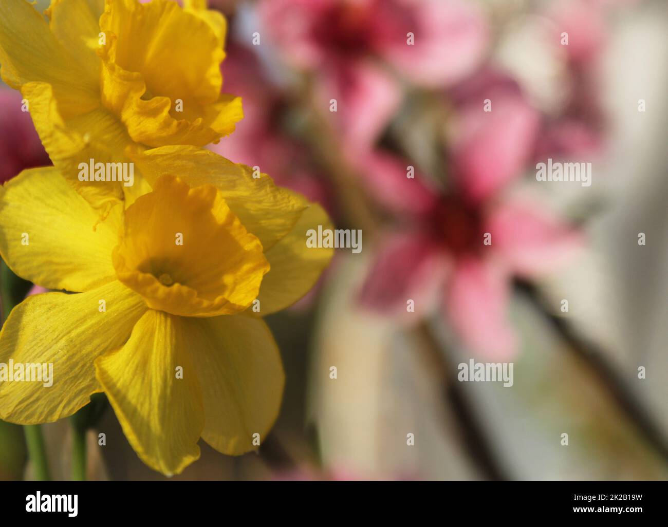 Yellow Daffodils in spring garden with pink flowers in background Stock Photo
