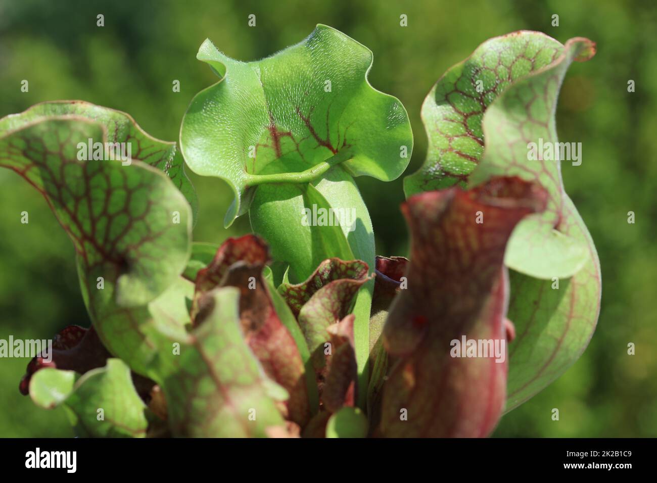 Trumpet pitcher (Sarracenia Sp.) - Carnivorous plant Stock Photo