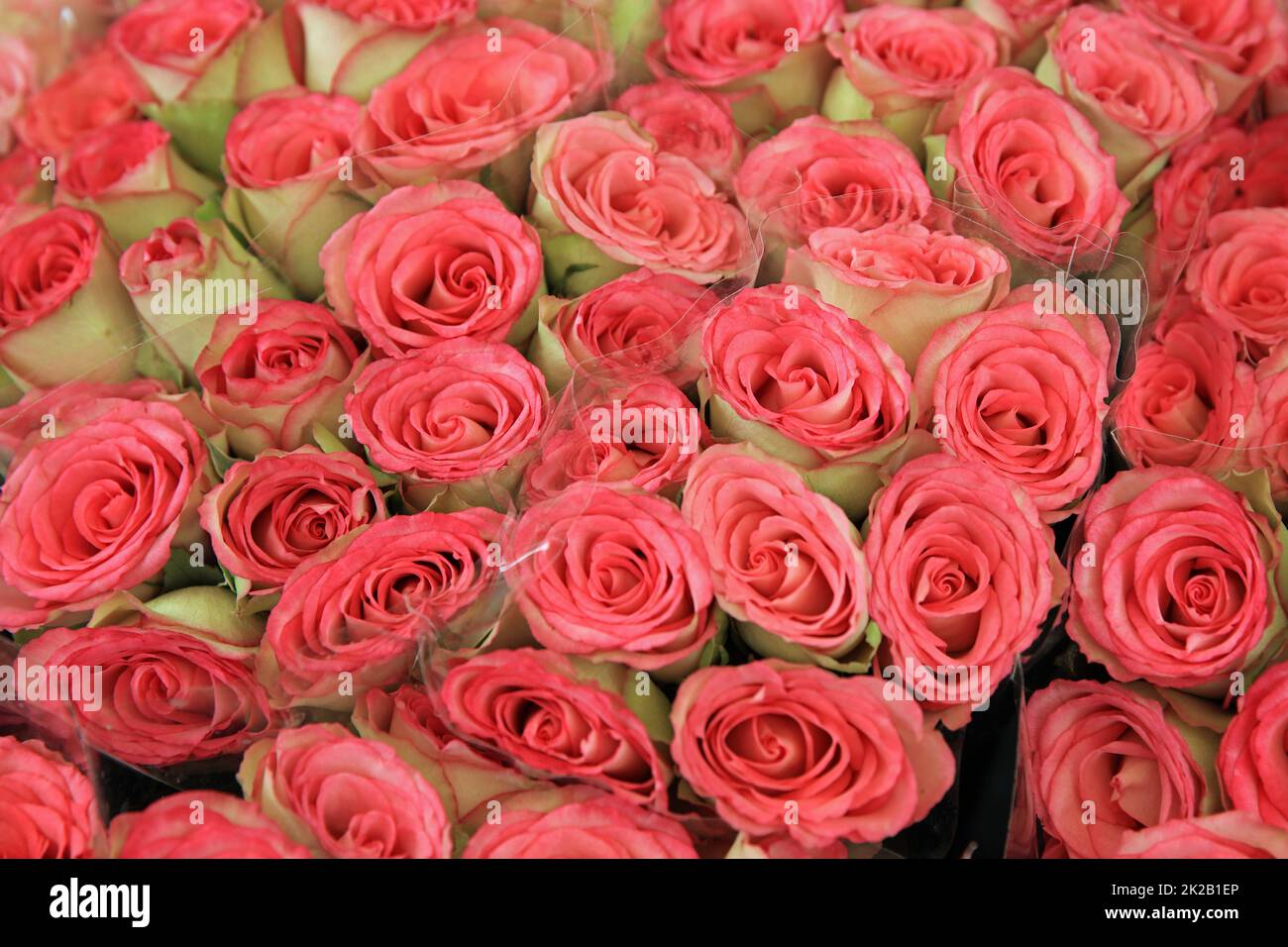 rose, pink, flower, bouquet, roses, flowers, love, nature, wedding,  isolated, white, bunch, gift, valentine, floral, beautiful, petal, beauty,  blossom, red, romance, anniversary, birthday, romantic, g Stock Photo