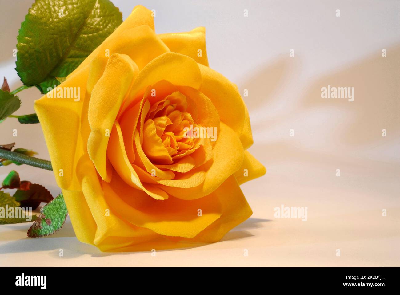 Foto einer Rose als Symbol fuer Schoenheit und Liebe Stock Photo