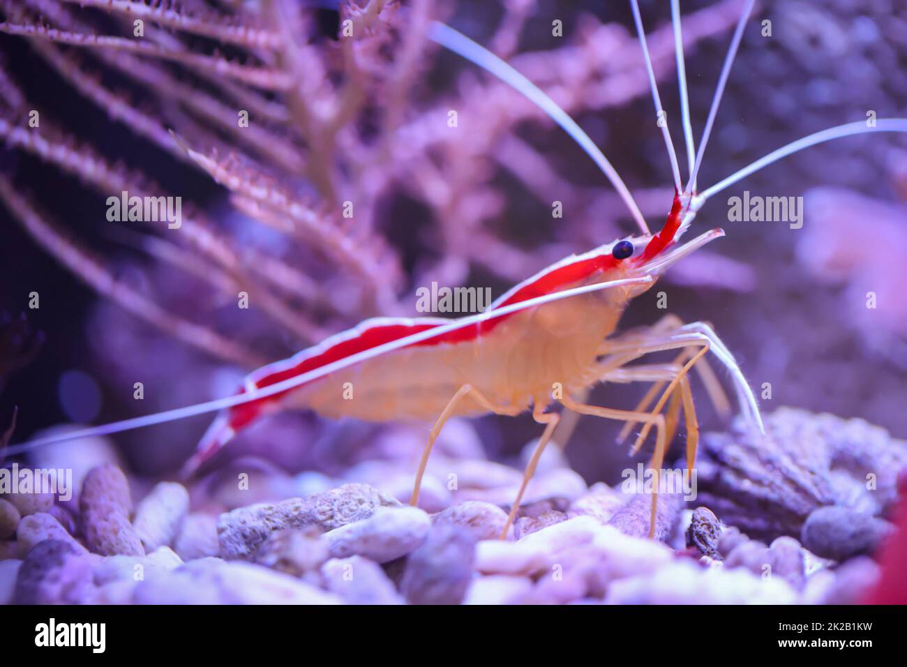 A white banded shrimp in a saltwater aquarium. Stock Photo