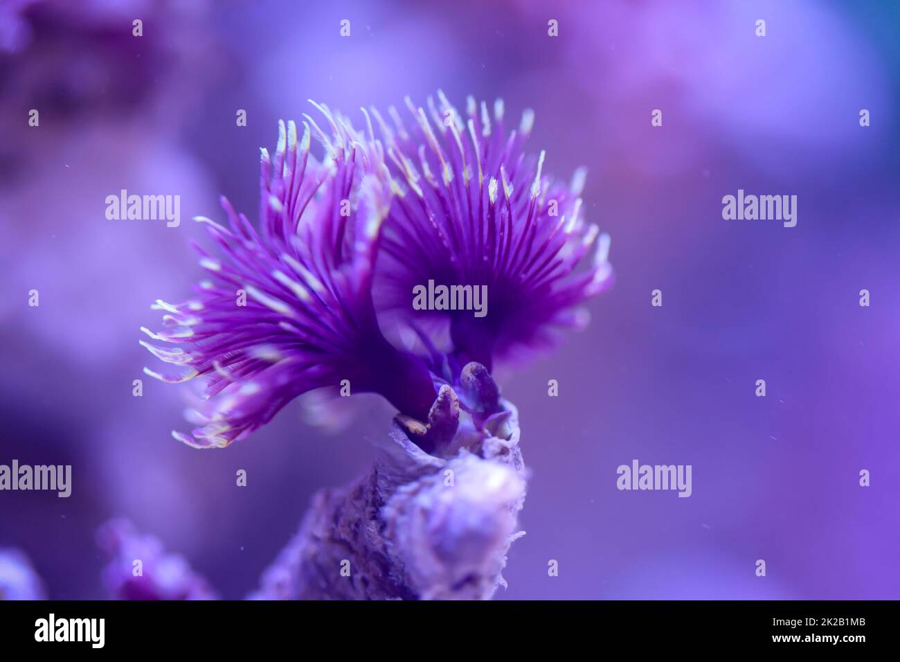 A lime tube worm in a marine aquarium Stock Photo Alamy