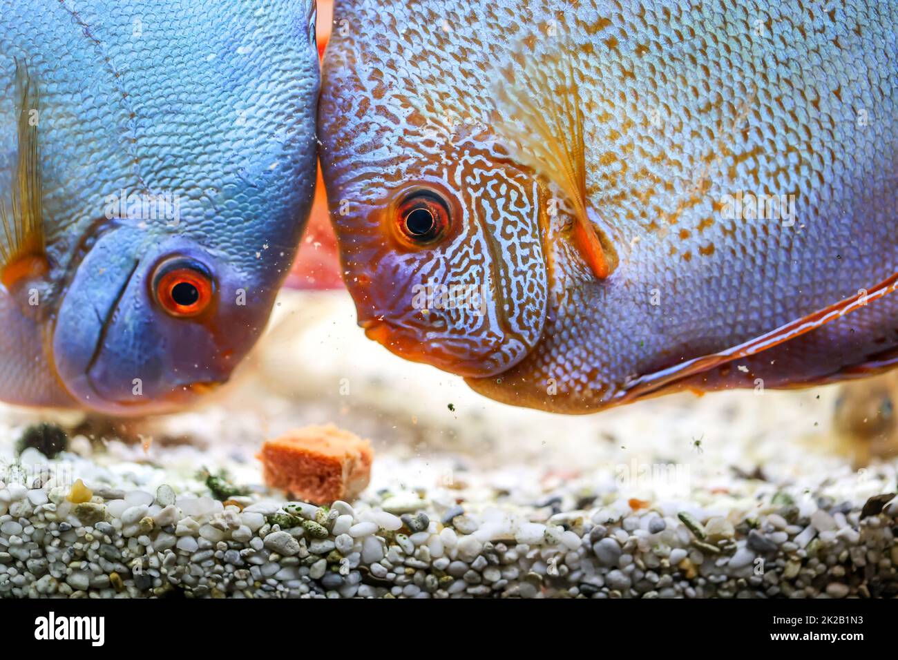 Discus fish, discus cichlids at feeding time. They bite off the food and partially blow it back into the water. Stock Photo