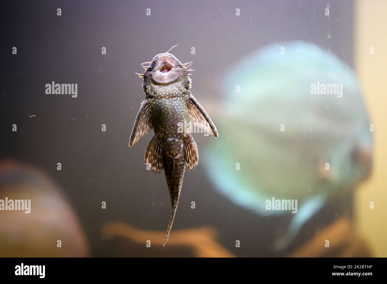 An antenna catfish sucked on the glass of an aquarium. Stock Photo