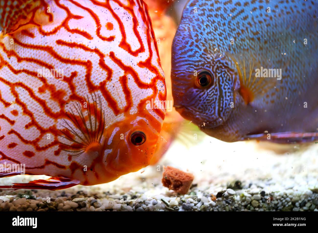 Discus fish, discus cichlids at feeding time. They bite off the food and partially blow it back into the water. Stock Photo