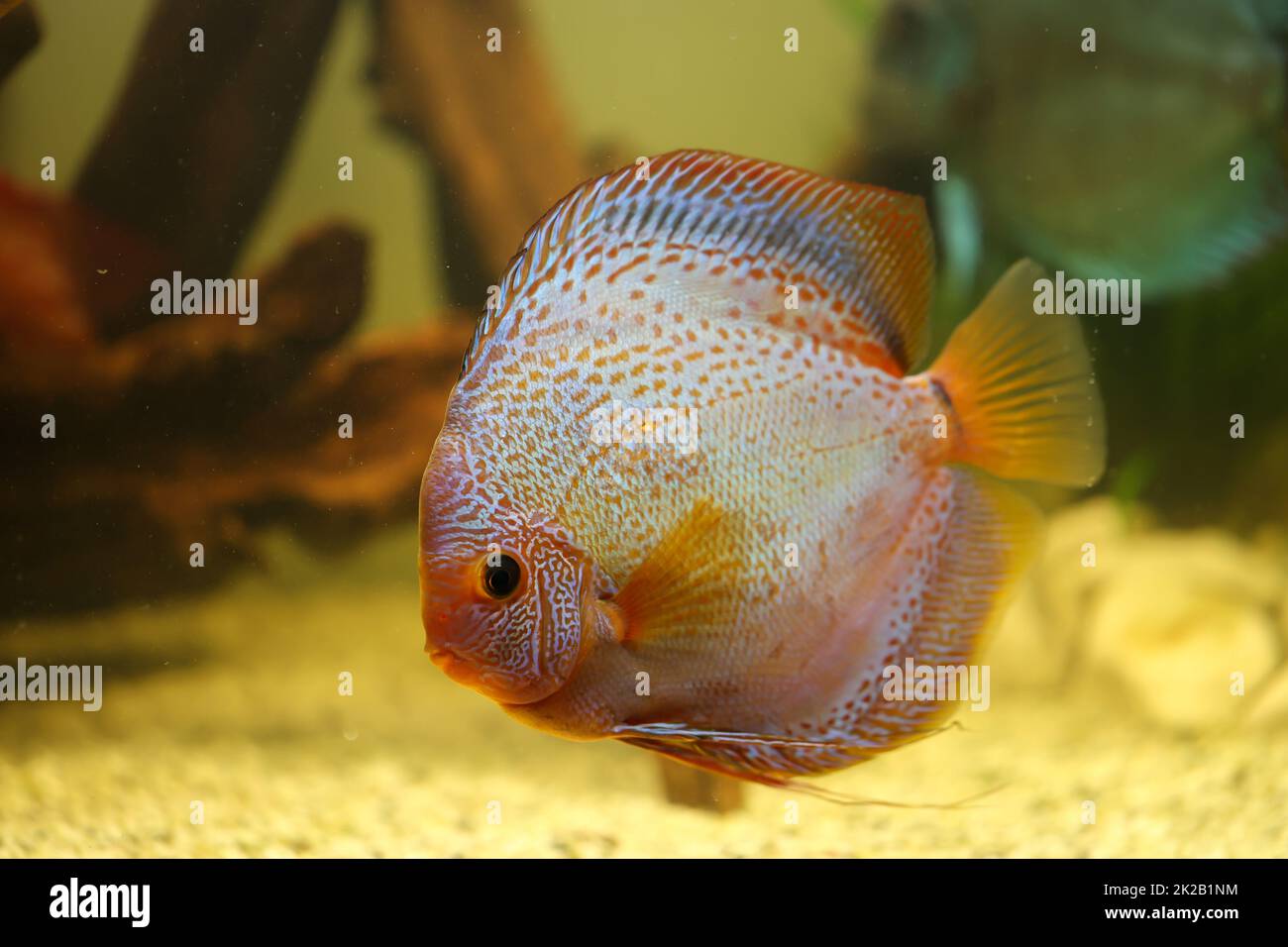 Discus hi-res stock photography and images - Page 29 - Alamy