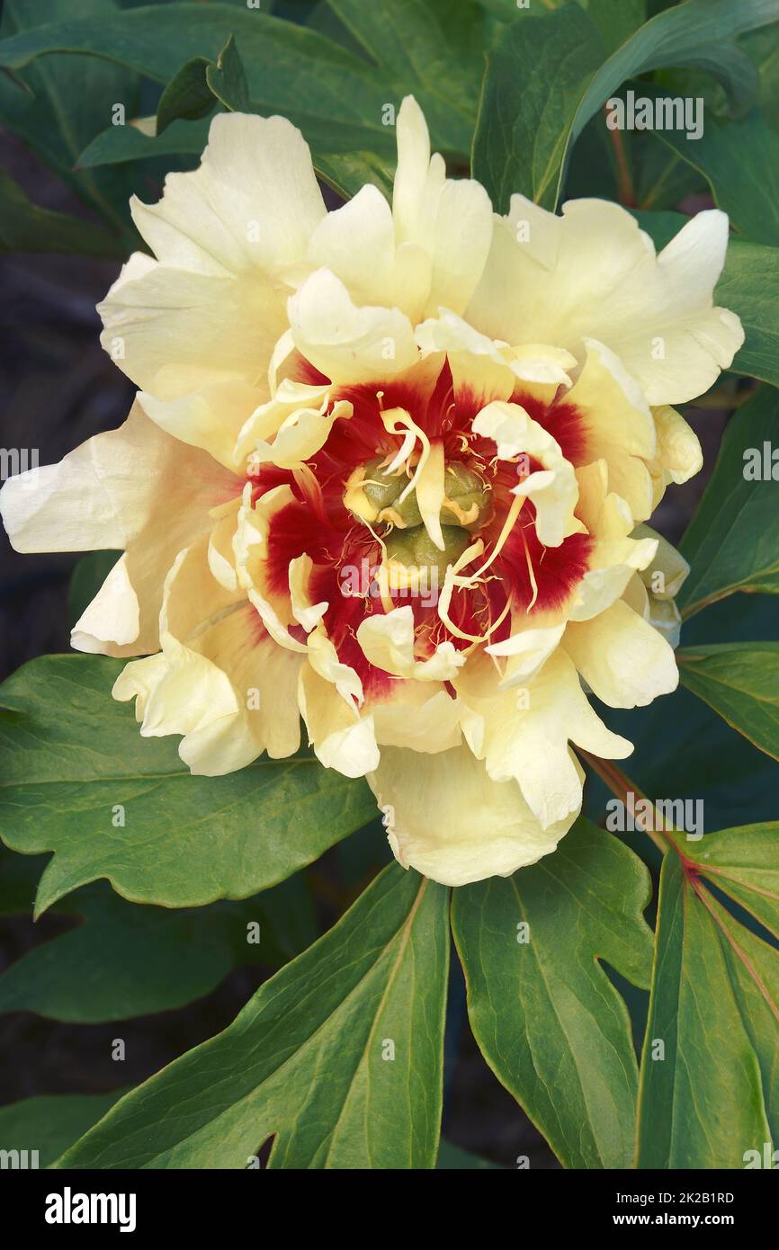Close-up image of Callie's Memory Itoh peony  flower Stock Photo