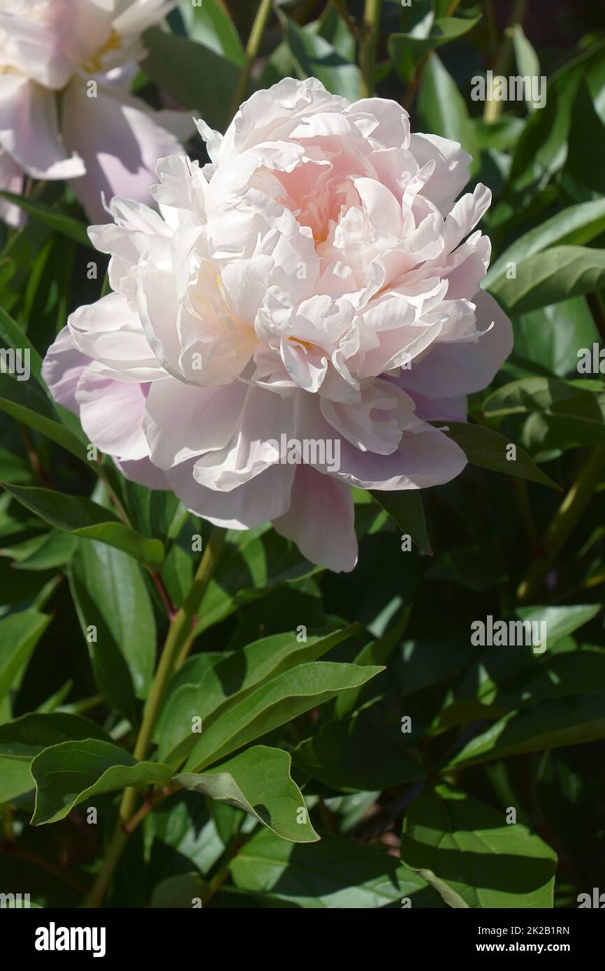 Close-up image of Alba Plena peoby flowers Stock Photo