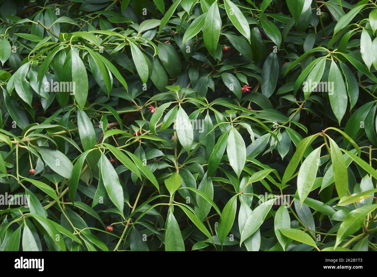 Close-up image of Chinese anise tree foliage. Stock Photo