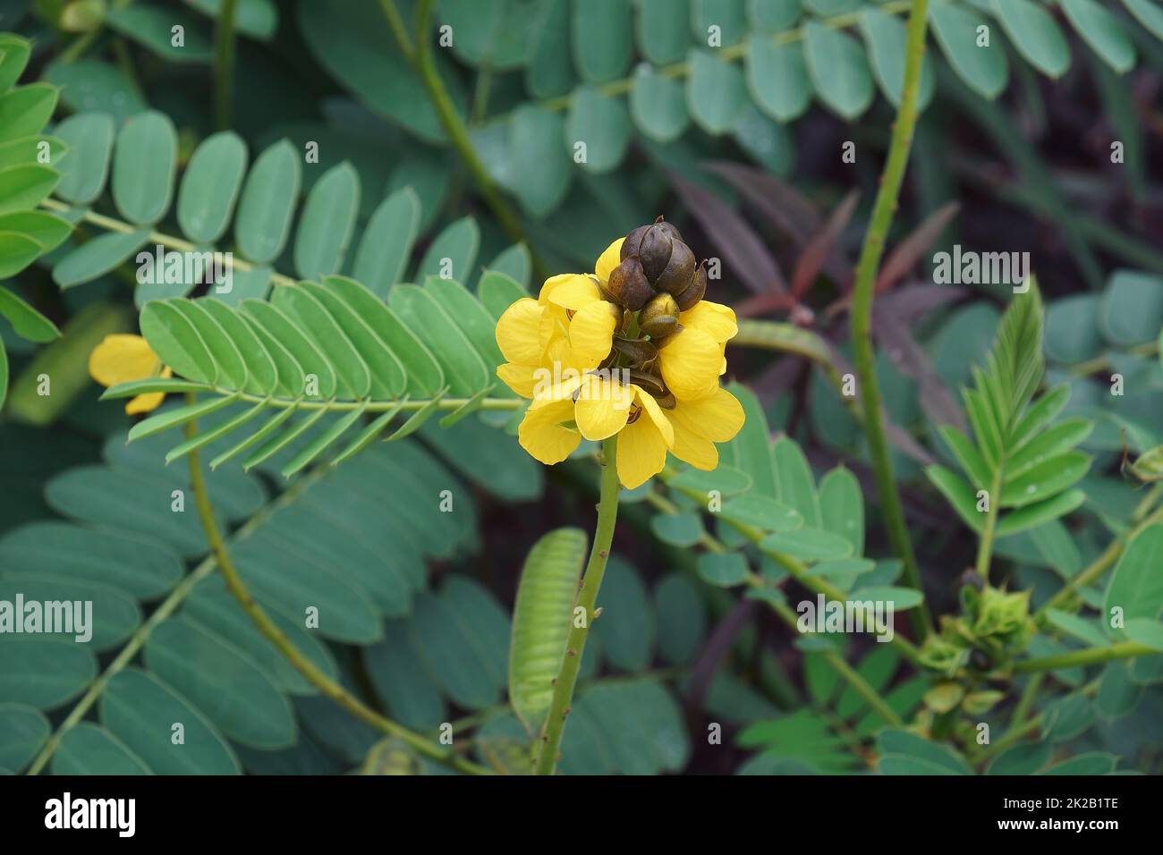 Image of African senna plant in blossom Stock Photo