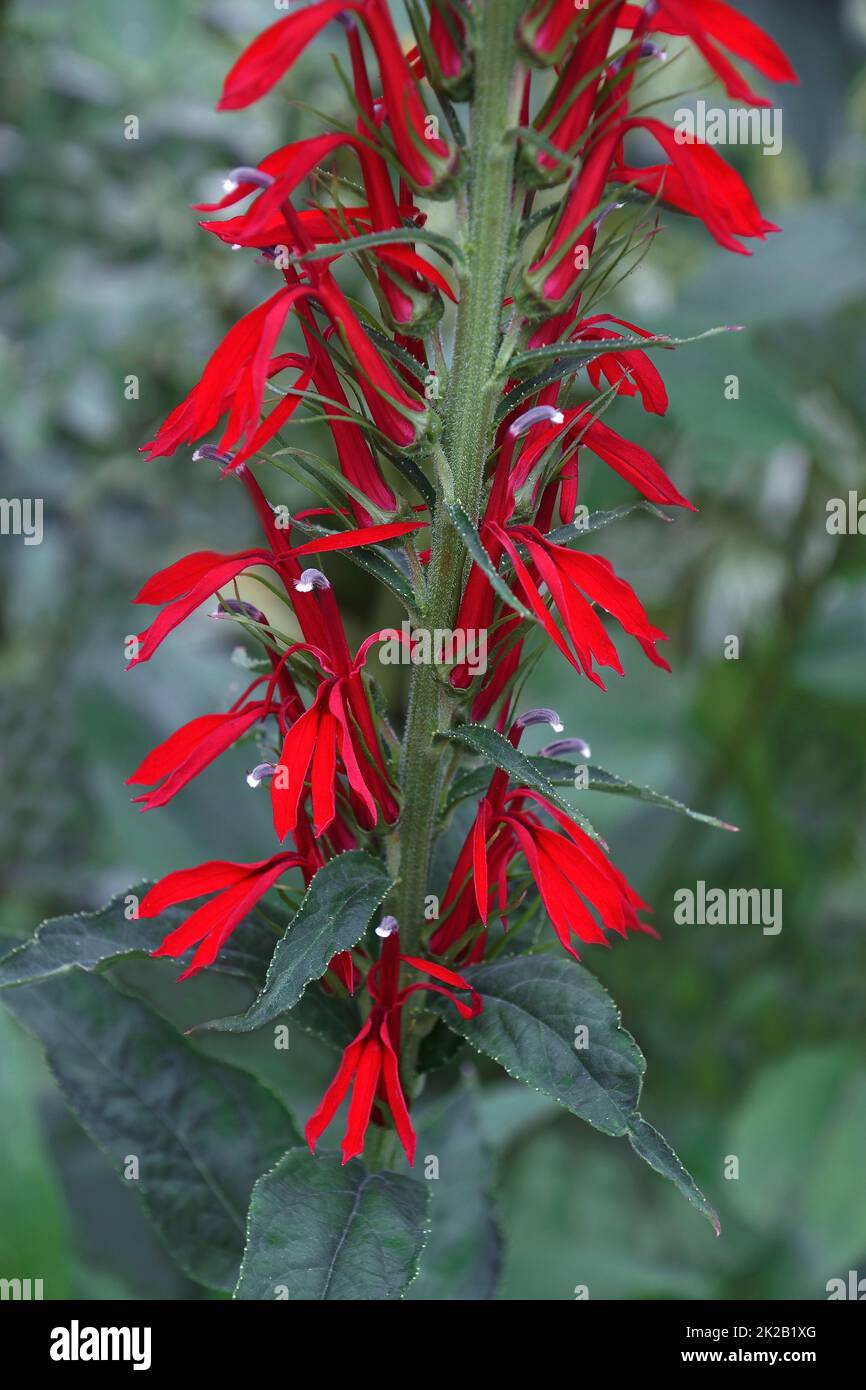 Close-up image of Cardinal flower. Stock Photo