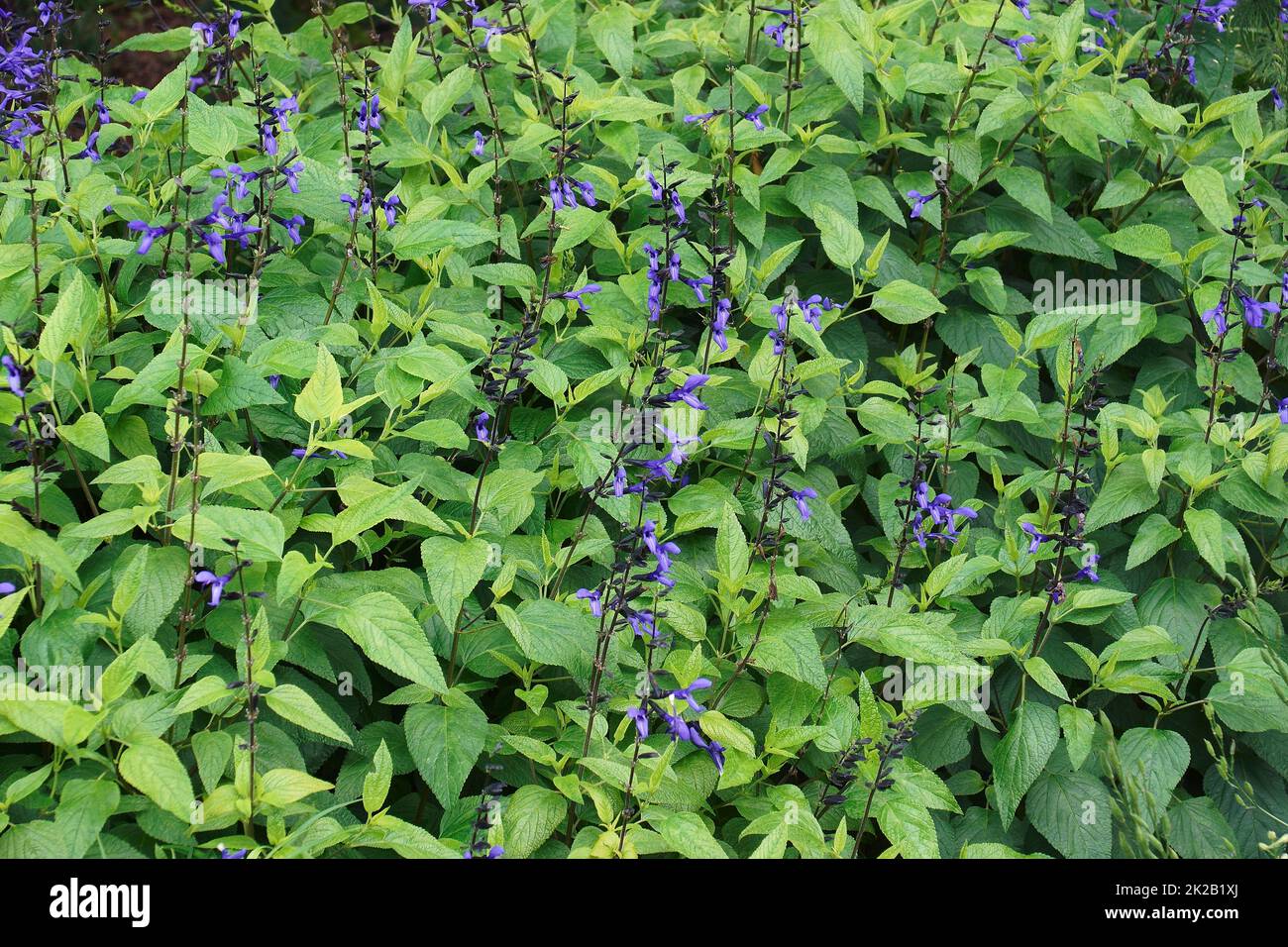 Closeup image of Black and Blue sage Stock Photo Alamy