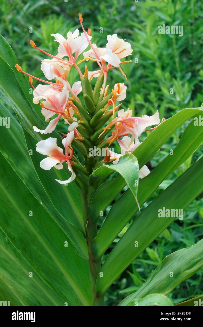 Ginger horticulture hi-res stock photography and images - Alamy