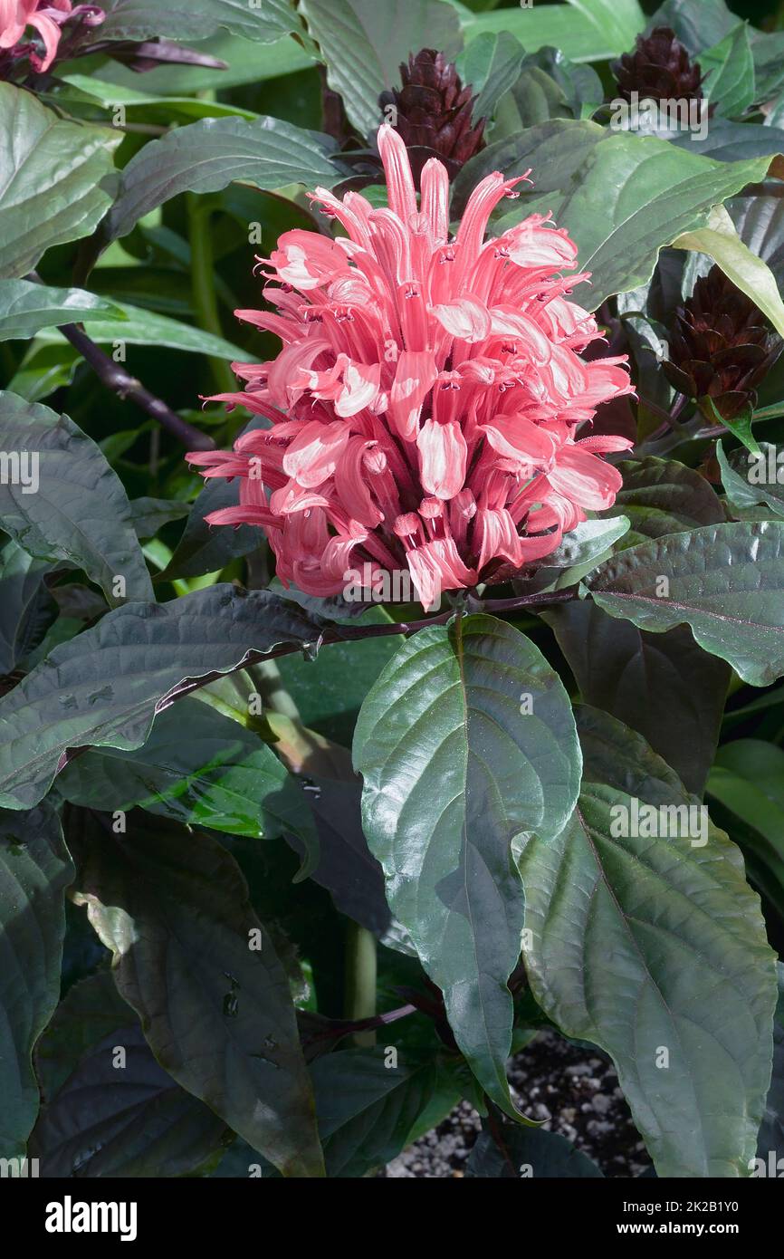 Close-up image of Brazilia plume flower. Stock Photo