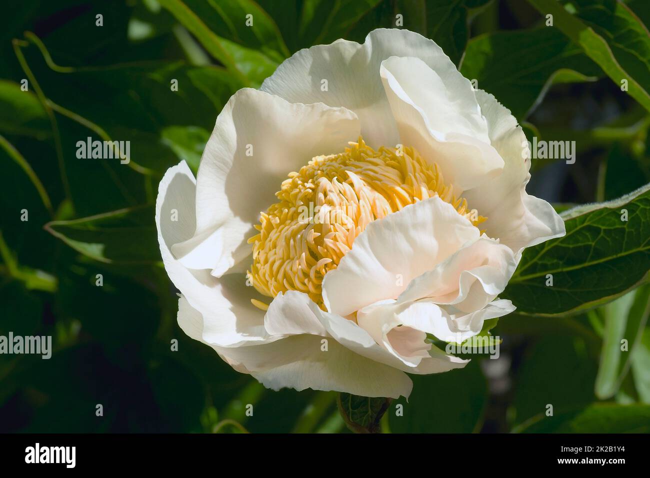 Close-up image of White Innocence peony flower Stock Photo
