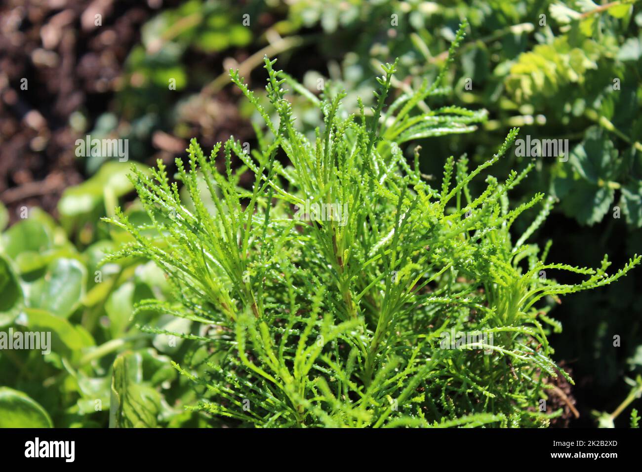 olive herb in the garden Stock Photo