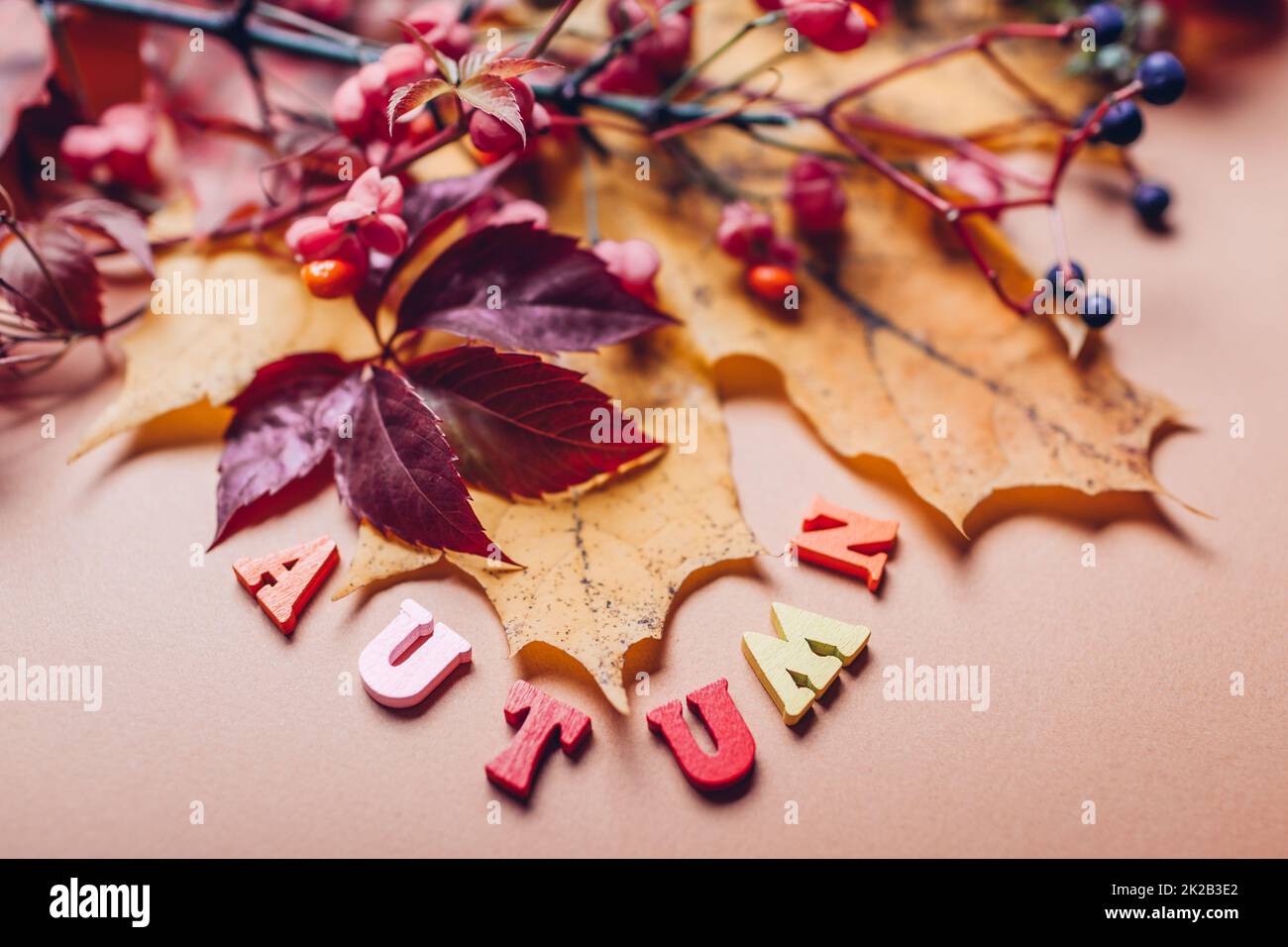 Autumn writing word decored with burgundy leaves and red blue berries ...