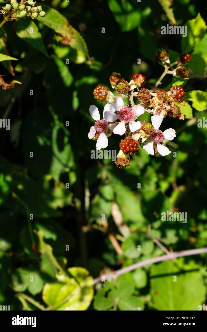 Blooming mulberry tree. Black and red mulberries on the branch of tree ...