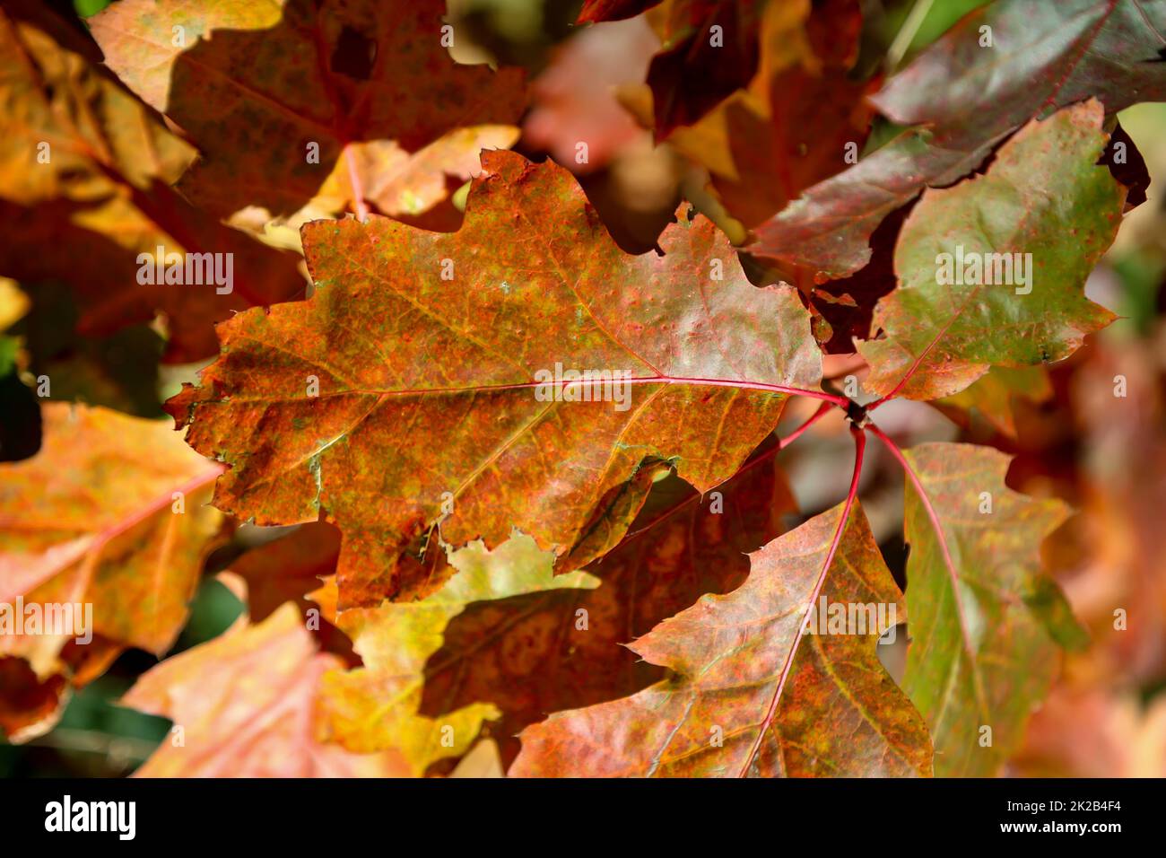 Colorful colored leaves on trees in autumn. Autumn landscape. Stock Photo